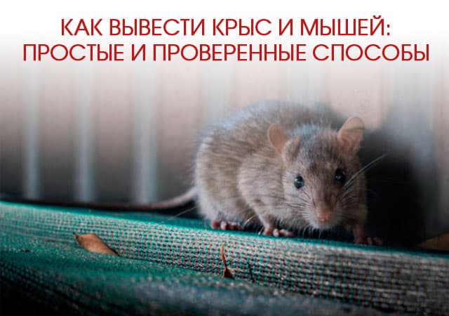 Как вывести крыс и мышей в Красноармейске: простые и проверенные способы