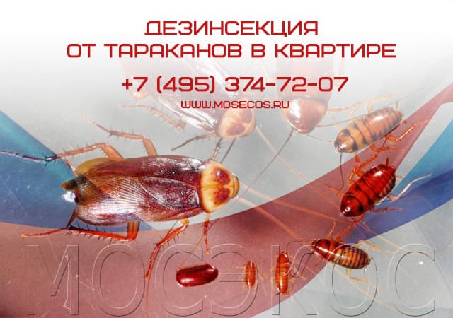 Дезинсекция от тараканов в квартире в Красноармейске