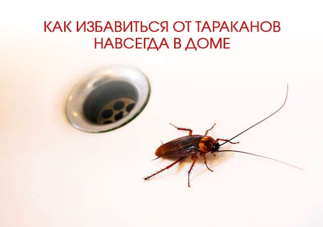 Как избавиться от тараканов в доме в Красноармейске