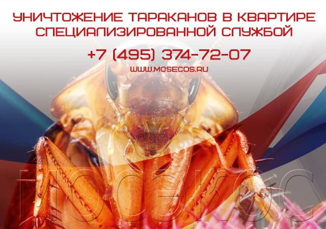 Уничтожение тараканов специализированной службой в Красноармейске
