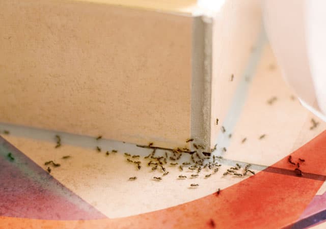Уничтожение муравьев в Красноармейске
